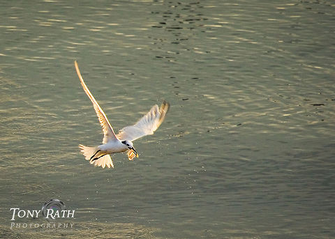 Tern, Dangriga, Belize Tern fishing off coast, Stann Creek District, Belize Belize,Caribbean,Dangriga,Sandwich tern,Thalasseus sandvicensis,birds,coast,coastal,fishing,flight,hunting,sea