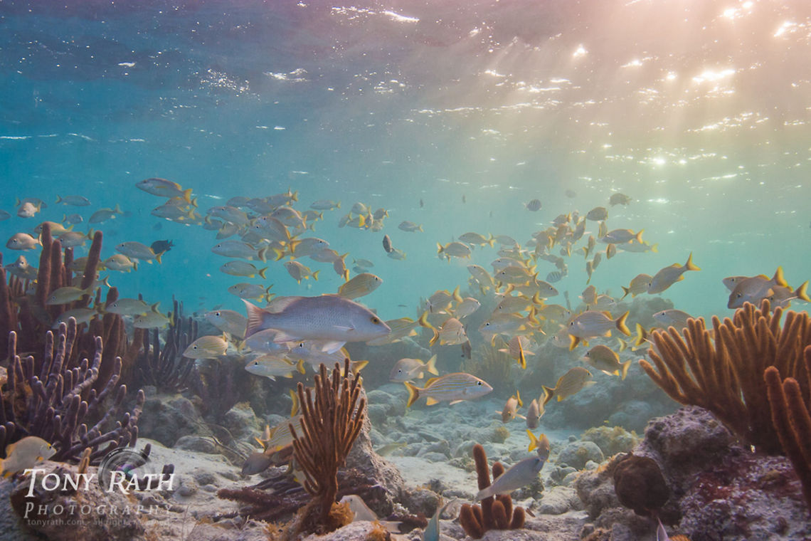 Shallow Coral Reef, South Water Caye, Belize Shallow coral reef at sunset, South Water Caye, Belize Barrier Reef, Belize  Belize,Dangriga,Shallow Reef,fauna,fish,fish schools,grunts,marine,nature,schooling