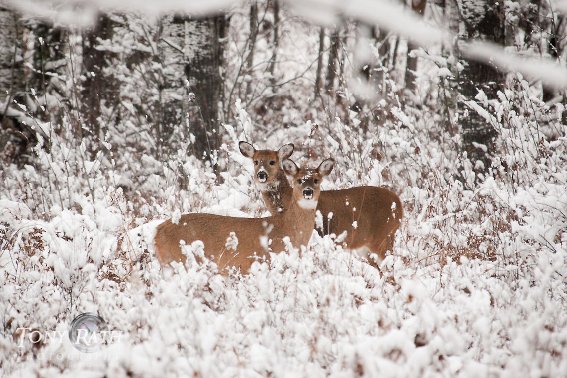 White-tail Deer White-tailed deer, Bruno, Minnesota Belize,Dangriga,Deer,Minnesota,Odocoileus virginianus,White-tail Deer,White-tailed Deer