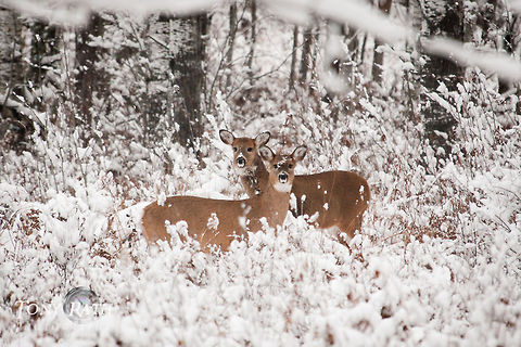White-tail Deer White-tailed deer, Bruno, Minnesota Belize,Dangriga,Deer,Minnesota,Odocoileus virginianus,White-tail Deer,White-tailed Deer