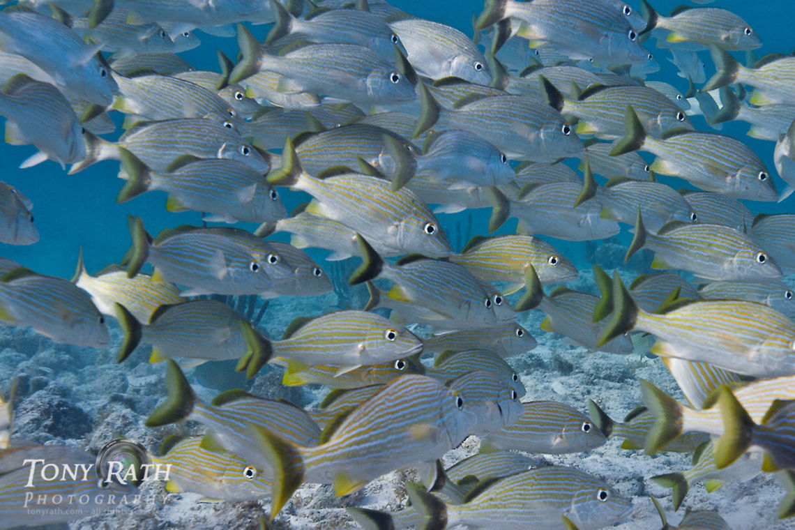School of Grunts School of Blue Striped Grunts, South Water Caye, Belize Belize,Dangriga,Shallow Reef,fauna,fish,fish schools,grunts,marine,nature,schooling