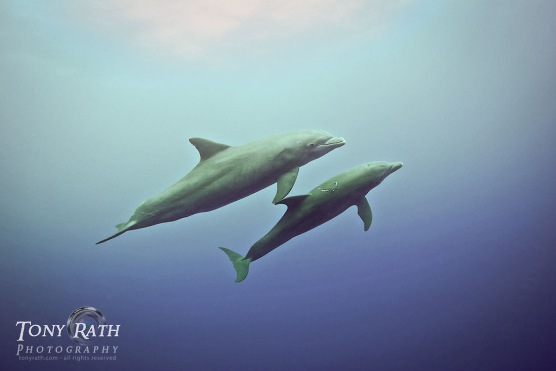 Bottle-nose Dolphins Dolphins at Gladden Spit, Belize Belize,Blue,Caribbean,Dangriga,bottle-nose dolphin,dolphins,fins,mammals,marina,marine animals