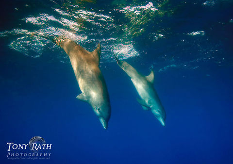 Bottle-nose Dolphins Dolphins at Gladden Spit, Belize Belize,Blue,Caribbean,bottle-nose dolphin,dolphins,fins,mammals,marina,marine animals,marine life,ocean