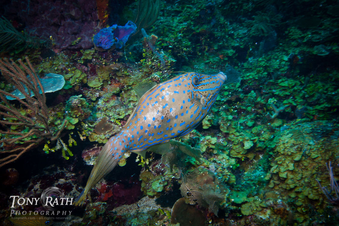 Scrawled Filefish Scrawled Filefish, Belize Barrier Reef, Belize Aluterus scriptus,Belize,Belize Barrier Reef,Fish,Scrawled Filefish,Scrawled filefish