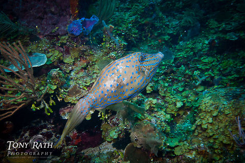Scrawled Filefish Scrawled Filefish, Belize Barrier Reef, Belize Aluterus scriptus,Belize,Belize Barrier Reef,Fish,Scrawled Filefish,Scrawled filefish