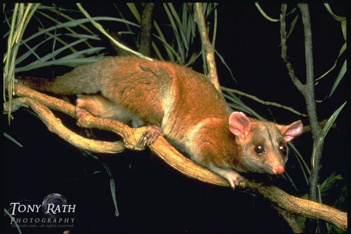 Central American Wooly Opossum The nocturnal Central American Wooly Opossum in Mexico Caluromys derbianus,Central American Wooly Opossum,Derbys woolly opossum,Mammals,Mexico