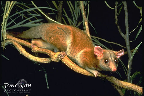 Central American Wooly Opossum The nocturnal Central American Wooly Opossum in Mexico Caluromys derbianus,Central American Wooly Opossum,Derbys woolly opossum,Mammals,Mexico