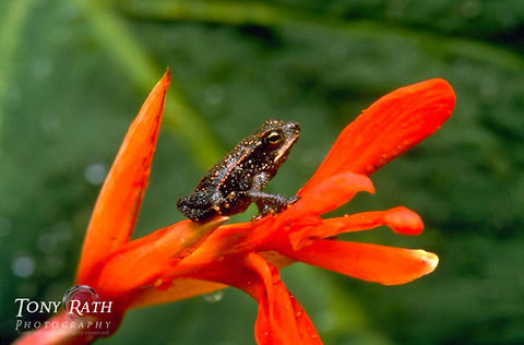 Unknown Toad Unknown Toad, Belize Amphibians,Belize,Toad,frog