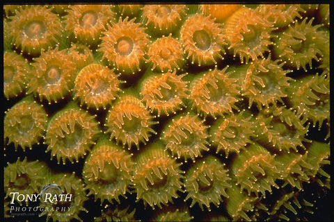 Star Coral Star coral, Belize Barrier Reef, Belize Belize,Belize Barrier Reef,Star coral,coral