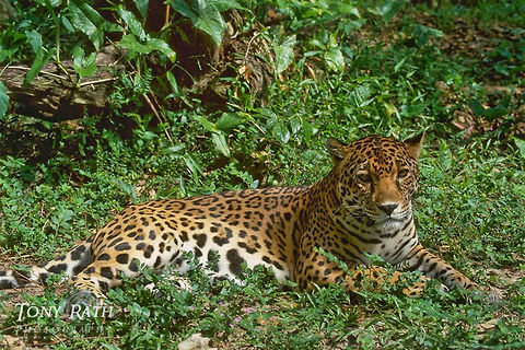 Jaguar The jaguar, largest wildcat in Belize Belize,Big Cats,Jaguar