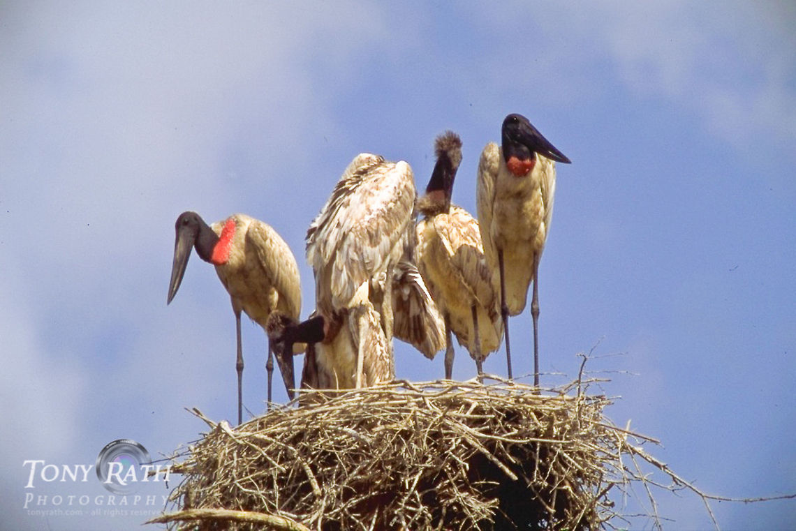 Jabiru Stork The jabiru stork, the largest bird in Belize Belize,Birds,Jabiru,Jabiru mycteria,Stork