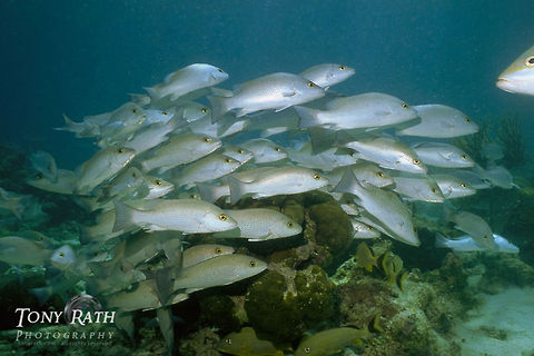 Gray Snappers School of gray snappers on the Belize Barrier Reef, Belize Belize,Gray Snappers,Lutjanus griseus,Mangrove Snapper,fish
