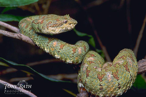 Eye lash Viper Eye lash viper, Belize Belize,Eye lash Viper,Reptiles,Snakes