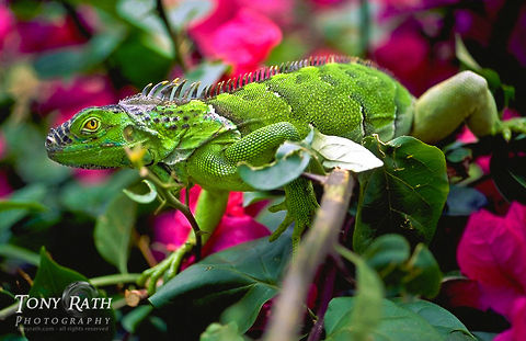 Iguana Iguana, Belize Belize,Green iguana,Iguana,Iguana iguana,Reptiles