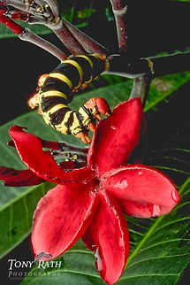 Caterpillar on red flower Caterpillar on red flower Caterpillar,Insects,Pseudosphinx tetrio