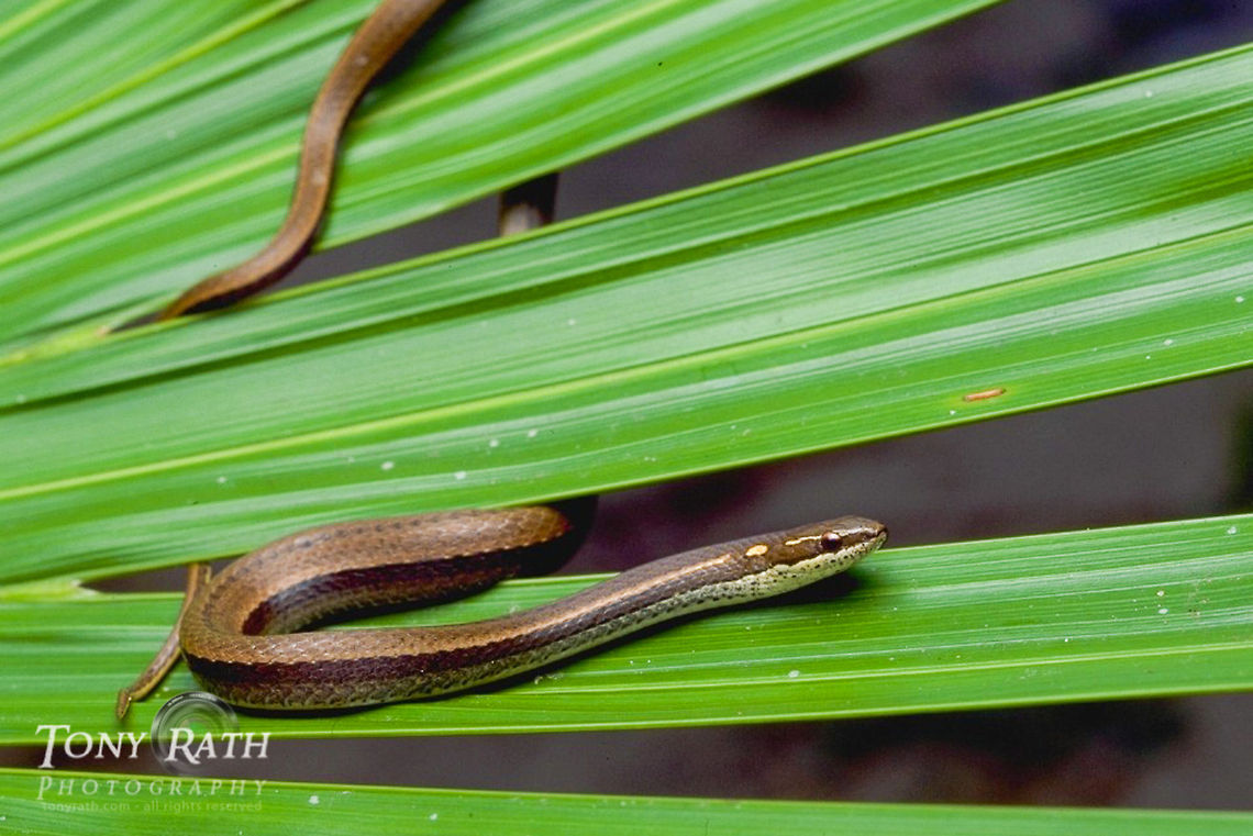 Garden Snake Garden Snake, Belize Belize,Black-striped snake,Coniophanes imperialis,Garden Snake,Reptiles,Snakes