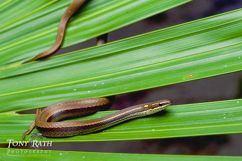 Garden Snake Garden Snake, Belize Belize,Black-striped snake,Coniophanes imperialis,Garden Snake,Reptiles,Snakes