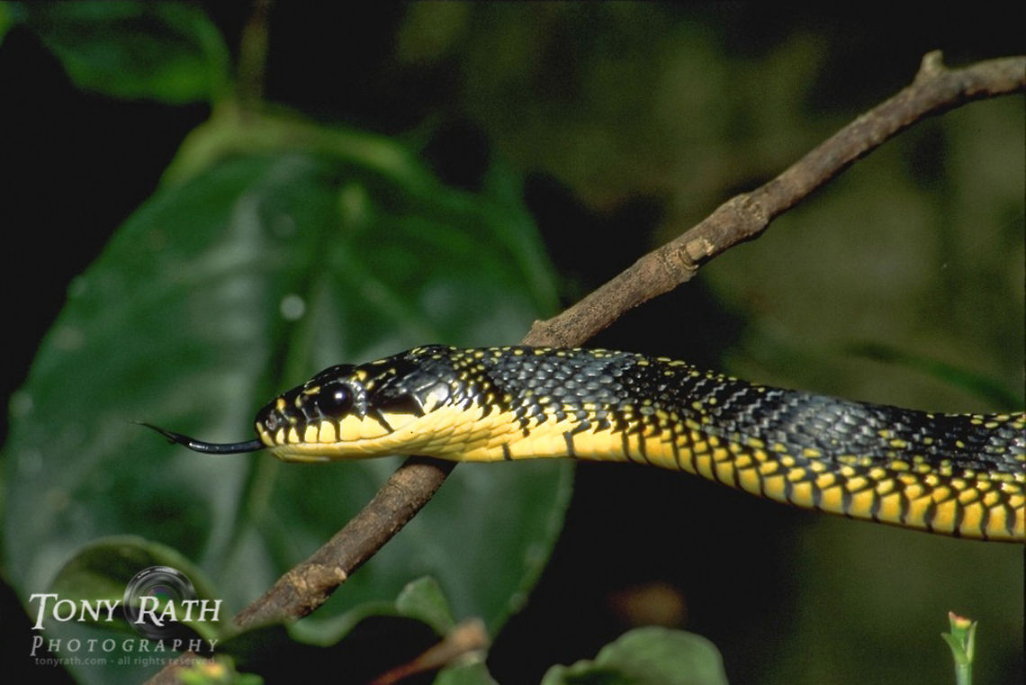 Speckled Racer Speckled Racer, Belize Belize,Drymobius margaritiferus,Reptiles,Snakes,Speckled Racer