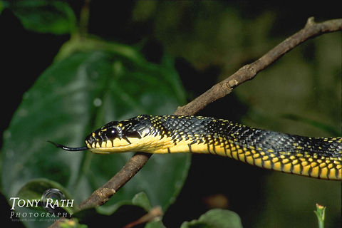 Speckled Racer Speckled Racer, Belize Belize,Drymobius margaritiferus,Reptiles,Snakes,Speckled Racer