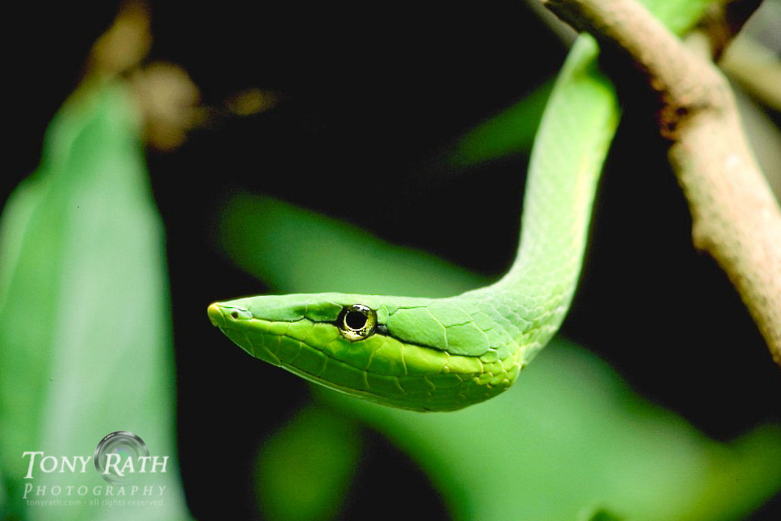 Green vine snake Green vine snake, Belize Belize,Green vine snake,Reptiles,Snakes