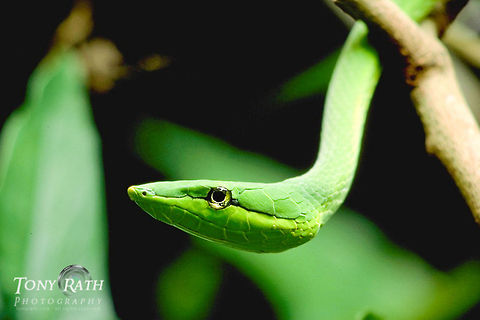 Green vine snake Green vine snake, Belize Belize,Green vine snake,Reptiles,Snakes