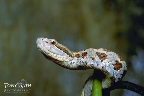 Jumping Tommygoff Jumping Tommygoff, Belize Belize,Bothrops asper,Jumping Tommygoff,Reptiles,Snakes