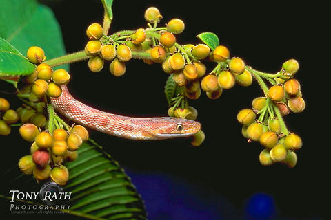 Cat-eyed snake Cat eyed snake, Belize Belize,Cat-eyed snake,Reptiles,Snakes