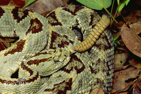 Tropical Ratllesnake Tropical Rattlesnake, Belize Belize,Crotalus durissus,Reptiles,Snakes,Tropical Ratllesnake