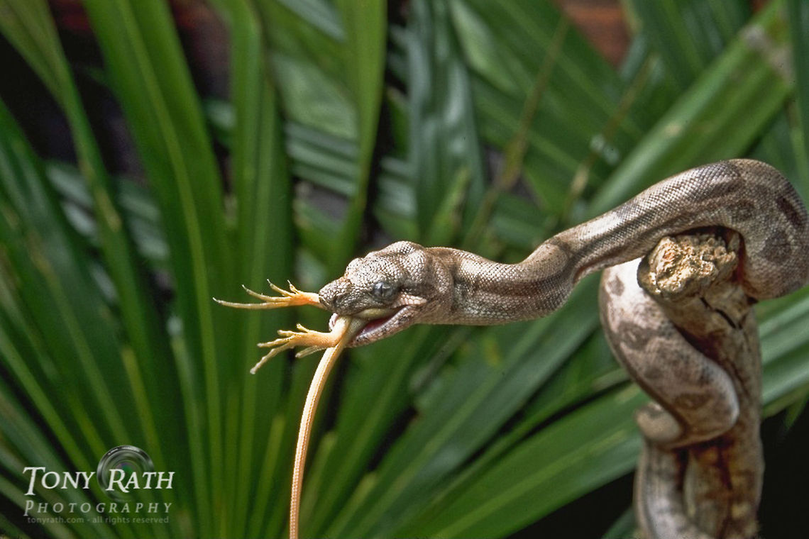 Boa constrictor Boa constrictor eating a lizard, Belize Action,Belize,Boa constrictor,Reptiles,Snakes