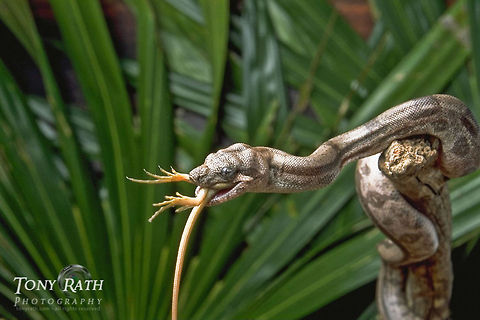 Boa constrictor Boa constrictor eating a lizard, Belize Action,Belize,Boa constrictor,Reptiles,Snakes