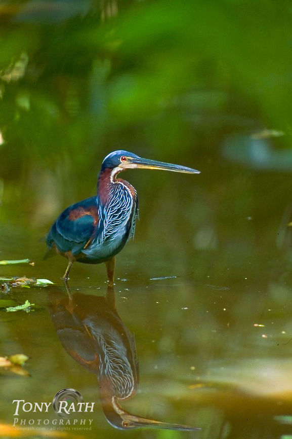 Agami Heron Agami, or Chestnut bellied Heron, Belize Agami,Belize,Birds,Chestnut bellied Heron