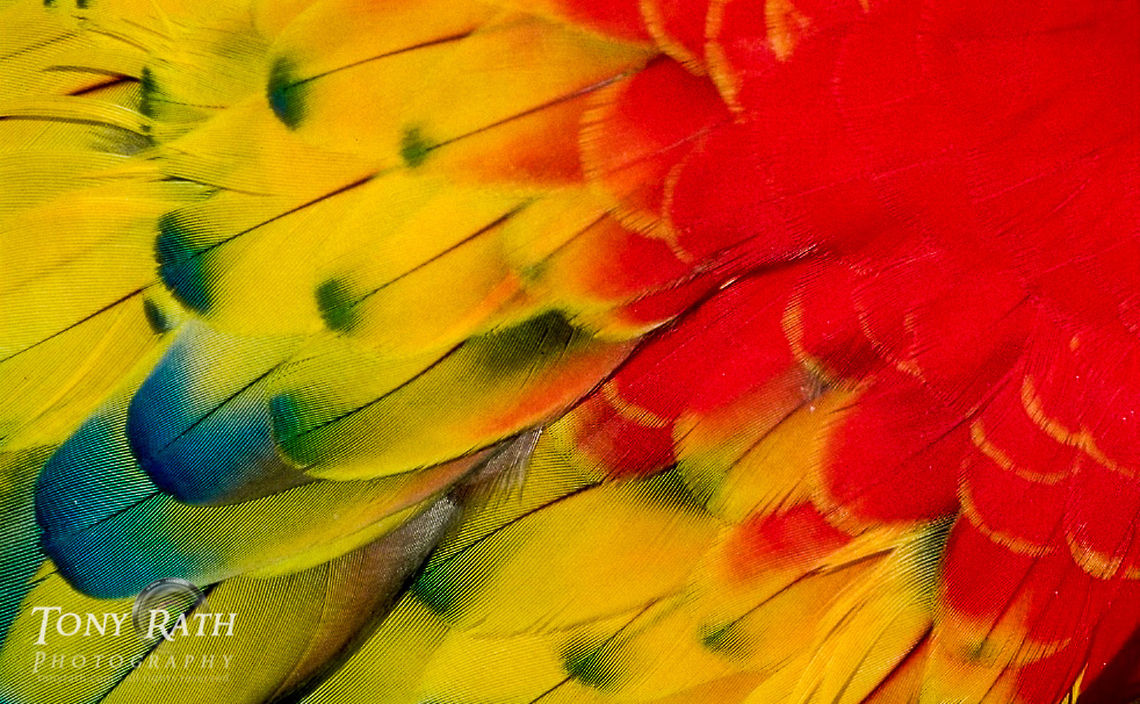 Scarlet Macaw Closeup of the feathers on a Scarlet Macaw, Belize Belize,Birds,Macaws,Scarlet Macaw
