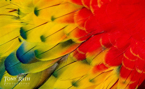 Scarlet Macaw Closeup of the feathers on a Scarlet Macaw, Belize Belize,Birds,Macaws,Scarlet Macaw