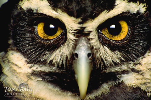 Spectacled Owl Closeup of the face of a spectacled owl, Belize Belize,Birds,Owl,Spectacled Owl