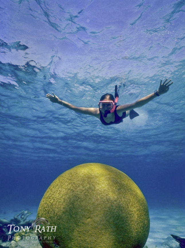 Brain Coral Snorkeler over large brain coral, Belize Barrier Reef, Belize Belize,Favia fragum,coral