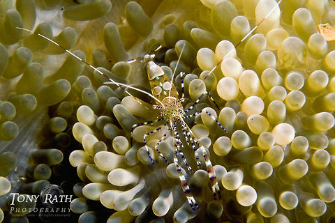 Cleaner Shrimp  Cleaner Shrimp on Anemone, Belize Barrier Reef, Belize Anemone,Belize,Belize Barrier Reef,Cleaner Shrimp,Periclimenes yucatanicus,Spotted cleaner shrimp