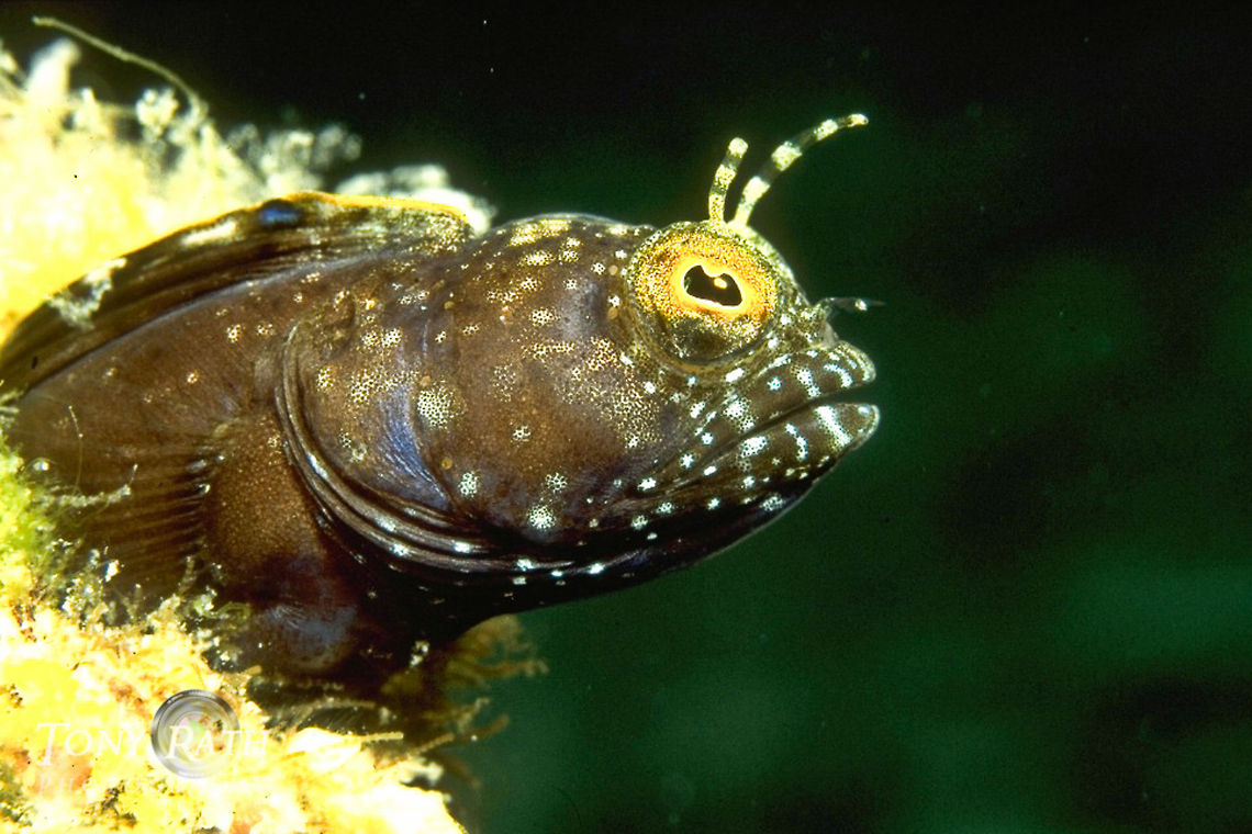 Spiney Head Blenny Spiney head blenny, Belize Barrier Reef, Belize Acanthemblemaria spinosa,Barnacle blenny,Belize,Belize Barrier Reef,Humor,Spiney head blenny