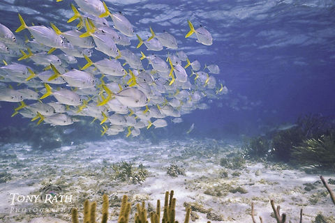 School of Yellowtail Jacks School of Yellow tail jacks swim above Belize Barrier Reef, South Water Caye, Belize Belize,Belize Barrier Reef,South Water Caye,Trachurus novaezelandiae,Yellow tail jacks,Yellowtail horse mackerel