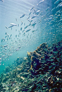 School of sardines School of sardines above coral reef, South Water Caye Marine Reserve, Belize Belize,Coral reef,Sardines,South Water Caye Marine Reserve