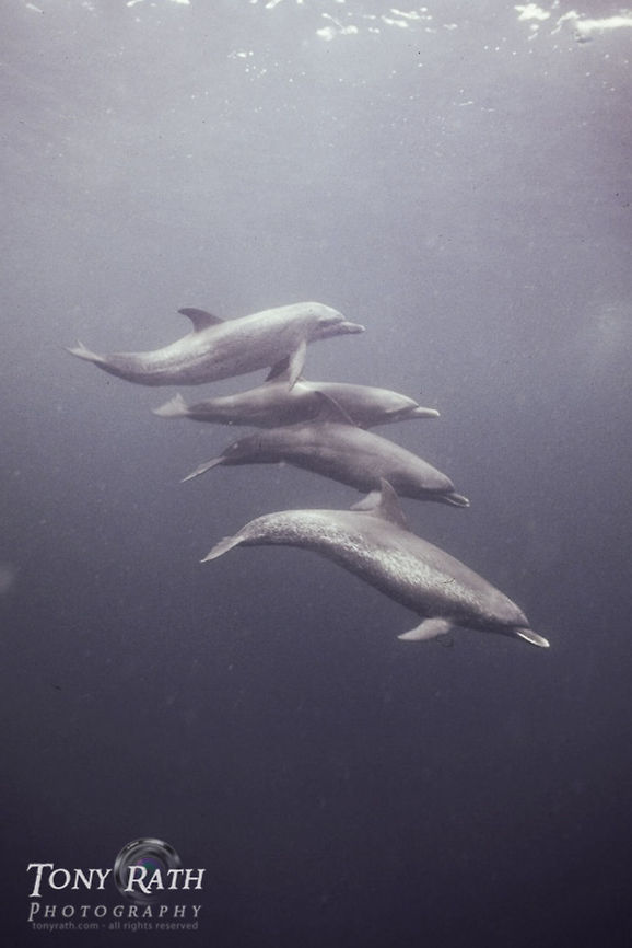 Bottle-nose dolphins Pod of bottle-nose dolphins, Belize Barrier Reef, Belize Belize,Underwater,bottle-nose dolphin,dolphins