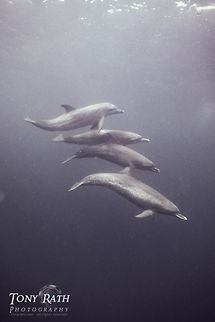 Bottle-nose dolphins Pod of bottle-nose dolphins, Belize Barrier Reef, Belize Belize,Underwater,bottle-nose dolphin,dolphins
