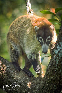 Coatimundi Coatimundi, Belize Belize,Coati,Rodents