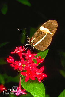 Postman Butterfly Postman butterfly, Belize Belize,Butterfly,Heliconius erato,Postman butterfly,Red postman