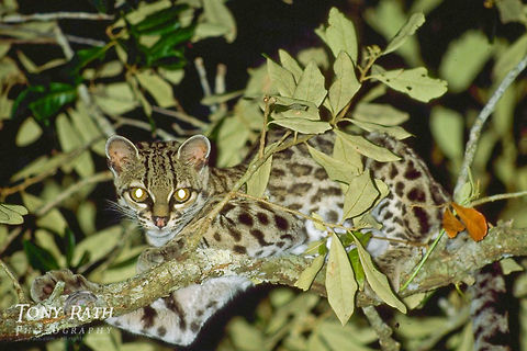 Margay The nocturnal Wildcat, the Margay, Belize Belize,Big Cats,Margay