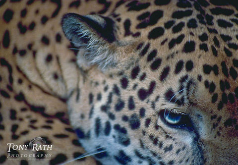 Jaguar The largest wildcat in Belize, the Jaguar. Belize,Big Cats,Jaguar