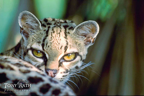 Margay