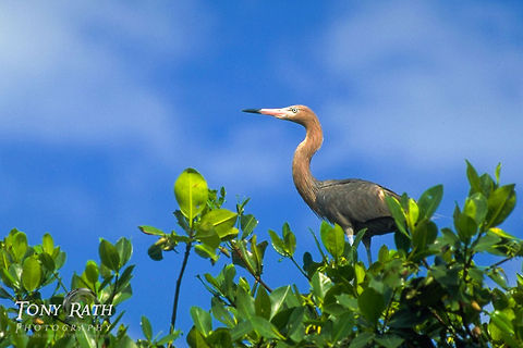 Reddish Egret Reddish Egret, Belize Belize,Birds,Egret,Reddish Egret