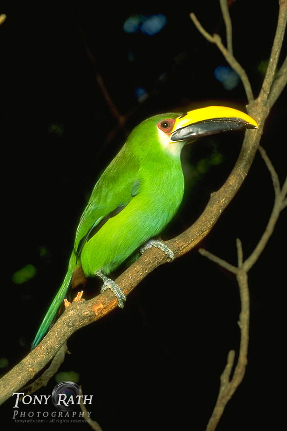 Emerald Toucanette Emerald Toucanette, Belize Belize,Birds,Emerald Toucanette,Toucan