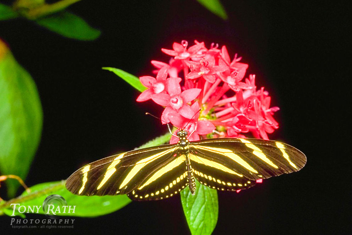 Zebra butterfly (Helliconius charltonius) Zebra Butterfly (Helliconius charltonius)<br />
<br />
This group of butterflies feeds on Passionflower (Passiflora) in central and south America. Butterfly,Heliconius charithonia,Zebra Longwing,Zebra butterfly