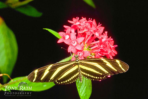 Zebra butterfly (Helliconius charltonius) Zebra Butterfly (Helliconius charltonius)

This group of butterflies feeds on Passionflower (Passiflora) in central and south America. Butterfly,Heliconius charithonia,Zebra Longwing,Zebra butterfly